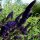 Schmetterlingsstrauch Black Knight 60-70cm