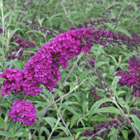 Schmetterlingsstrauch Royal Red 60-70cm