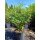 Schmetterlingsstrauch White Profusion 60-70cm