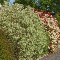 Weißbunter Hartriegel 100-125cm