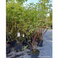 Gelbbunter Hartriegel 60-80cm
