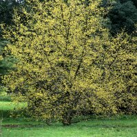 Kornelkirsche 125-150cm