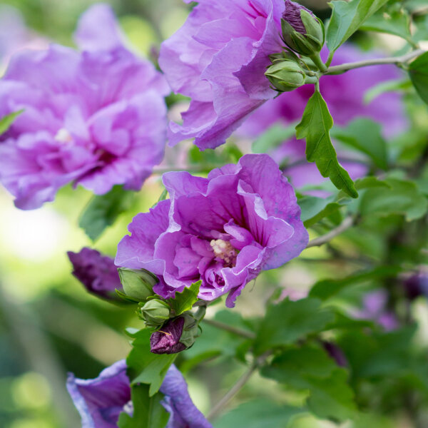 Garteneibisch Lavender Chiffon 60-80cm