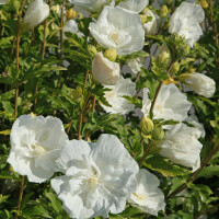 Garteneibisch White Chiffon 60-80cm