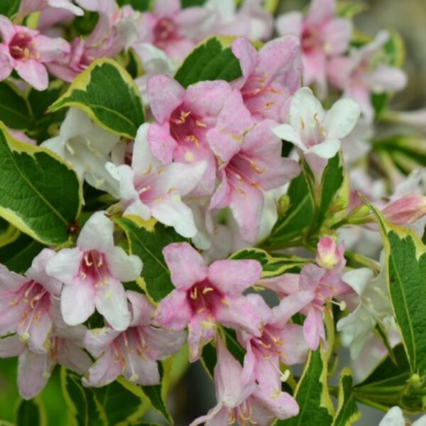 Buntblättrige Weigelie Nana Variegata 60-80cm