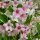 Buntblättrige Weigelie Nana Variegata 60-80cm