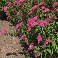 Rote Sommerspiere Anthony Waterer 10-15cm 15 Stück