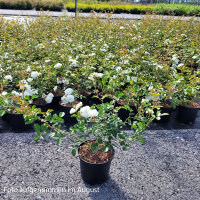 Bodendecker-Rose Sea Foam 30+cm