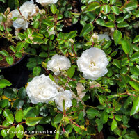 Bodendecker-Rose Sea Foam 30+cm