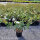 Bodendecker-Rose Sea Foam 30+cm