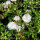 Bodendecker-Rose Sea Foam 30+cm