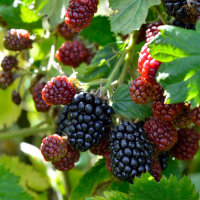 Brombeere Stachellos Loch Ness 40-60cm