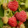 Herbsthimbeere BIO Autumn Bliss 30-50cm