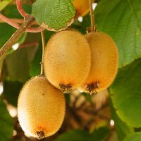 Kiwi weiblich Hayward 125-150cm
