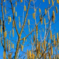 Haselnuss Webbs Preisnuss 60-80cm