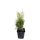 Thuja Brabant 30-40cm im 0,5l Topf