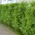 Thuja Brabant 30-40cm im 0,5l Topf