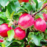 Apfel Gloster Busch im C7,5
