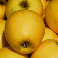 Apfel Golden Delicious Halbstamm