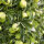 Apfel Golden Delicious Halbstamm