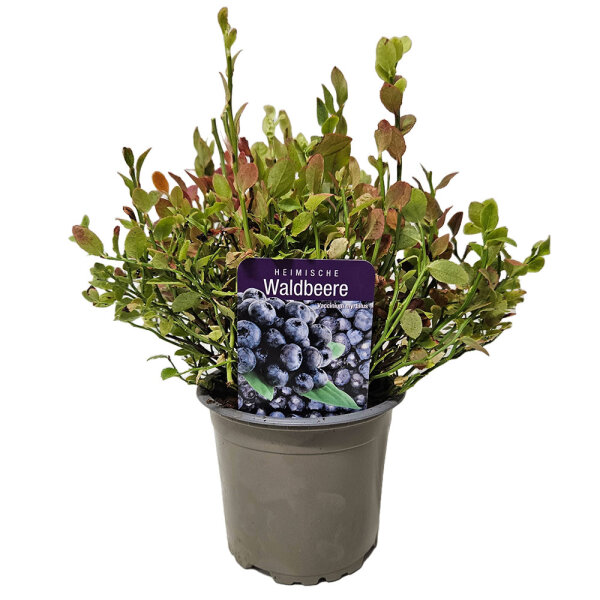 Waldheidelbeere 15-20cm im Topf