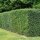 Hecken-Eibe Hillii 80-100cm am Ballen
