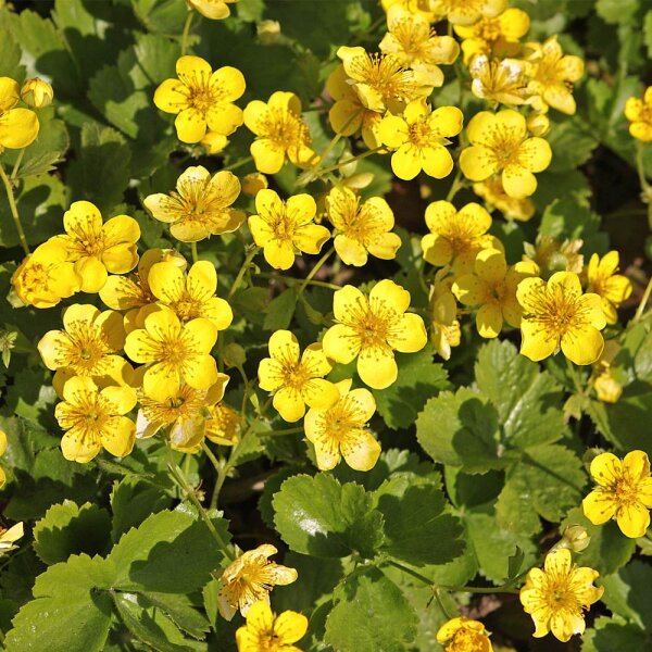 Teppich-Ungarwurz 15 Stück P0,5