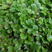 Teppich-Ungarwurz 15 Stück P0,5