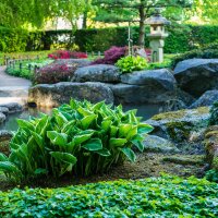 Teppich-Ungarwurz 15 Stück P0,5