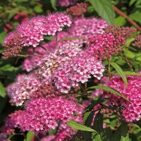 Rote Sommerspiere Anthony Waterer 10-15cm