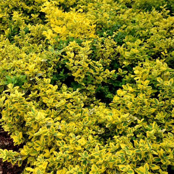 Goldbunte Kriechspindel Emeraldn Gold 10-15cm 15 Stück