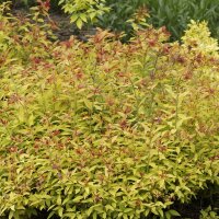 Sommerspiere Goldflame P0,5