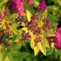 Sommerspiere Goldflame P0,5