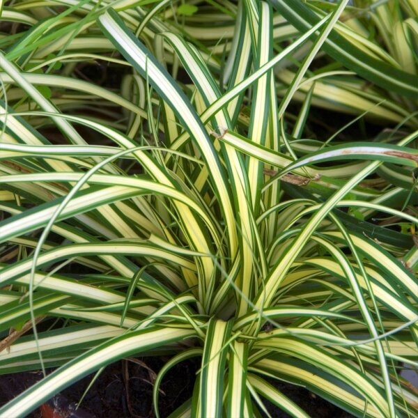 Japan-Gold-Segge Evergold 0,5l