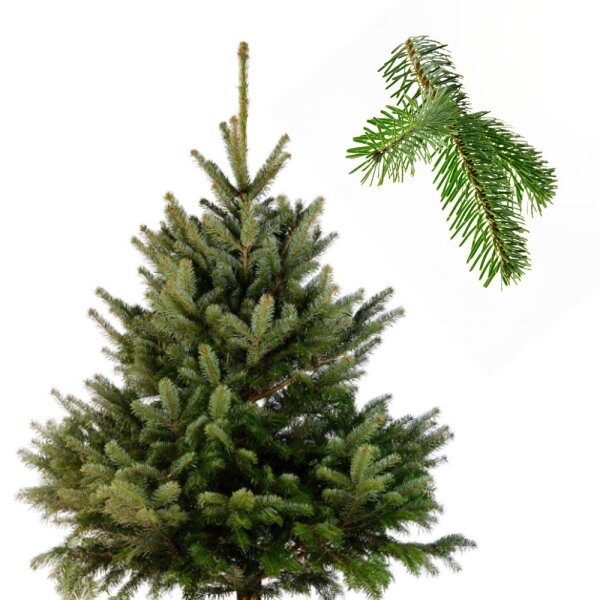Nordmanns Tanne 100-125cm am Ballen