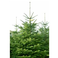 Nordmanns Tanne 100-125cm am Ballen