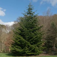 Nordmanns Tanne 100-125cm am Ballen