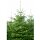 Nordmanns Tanne 100-125cm am Ballen