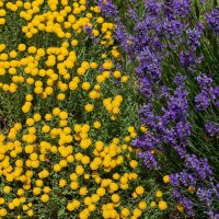 Lavendel Hidcote Blue P 1,5