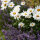 Lavendel Hidcote Blue P 1,5