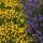 Lavendel Hidcote Blue P 1,5