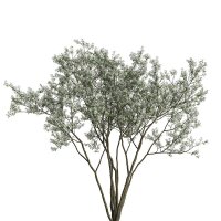 Kupfer Felsenbirne 80-100cm am Ballen