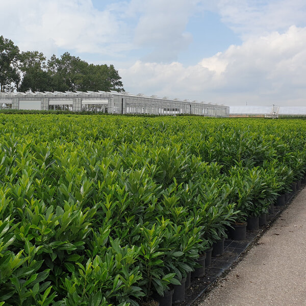 Kirschlorbeer Caucasica 70-80cm im 5l Topf