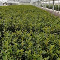Kirschlorbeer Caucasica 70-80cm im 5l Topf
