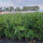 Kirschlorbeer Genolia 160-180cm im 15l Topf