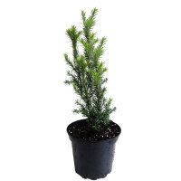 Hecken-Eibe Hicksii 30-40m im 3l Topf