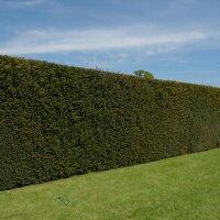 Hecken-Eibe Hicksii 25-30cm im 2l Topf
