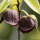 Indianerbanane Sunflower 80-100cm