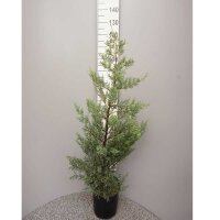 Säulen-Arizonazypresse 100-125cm