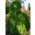 Japanische Hänge-Lärche Stiff Weeper Stammhöhe 120cm